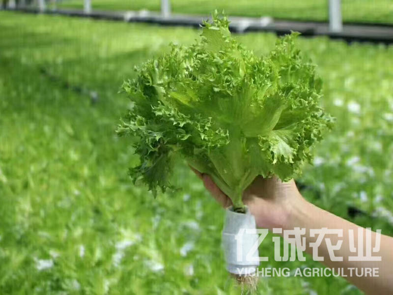 無土栽培蔬菜種植大棚